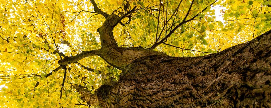 Das Bild zeigt einen Lindenbaum. 