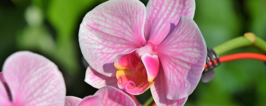 Nahaufnahme Orchideen