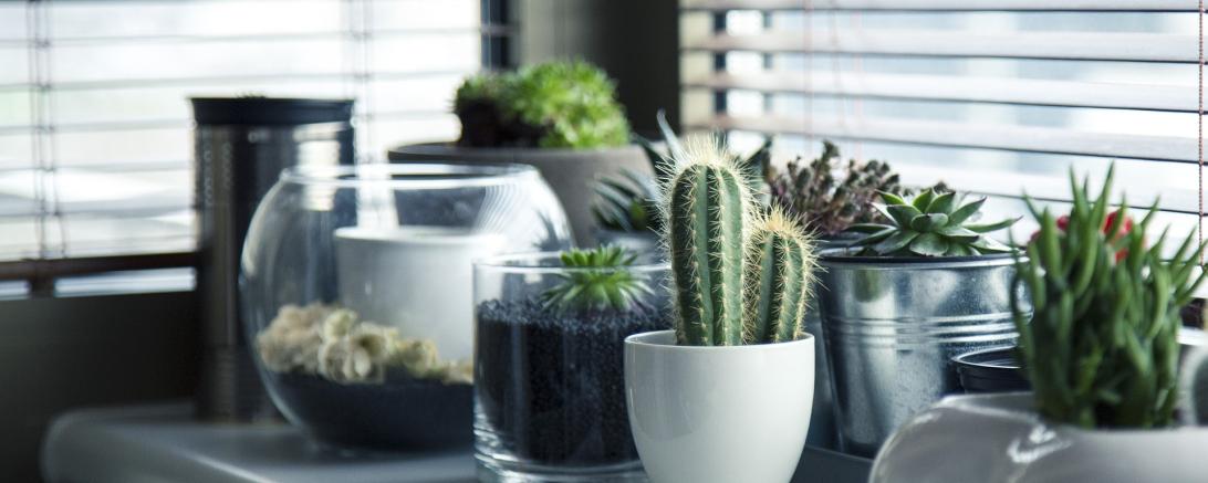 Grünpflanzen Topfpflanzen