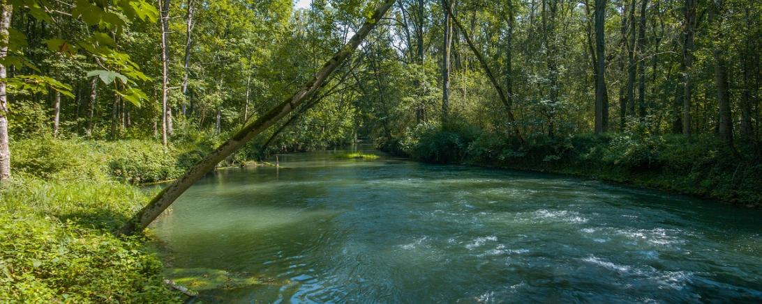 Donauauwald bei Bertoldsheim Foto W. Willner _2017-08-09_1923_C0005_000033 (002)