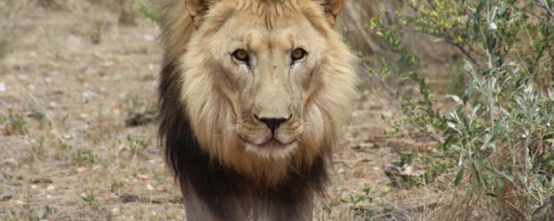 Naankus-Loge Namibia 2018 @MS 135