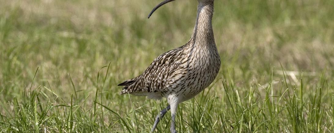 Großer Brachvogel Foto Partsch
