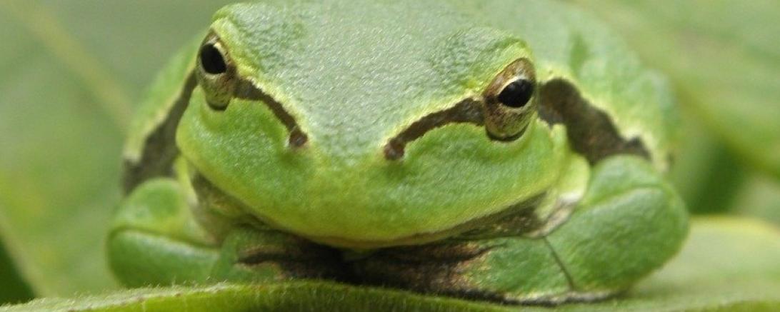 frosch (2)