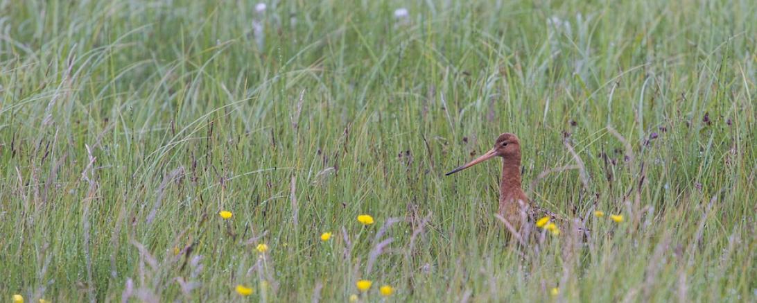 bird-2296687_960_720