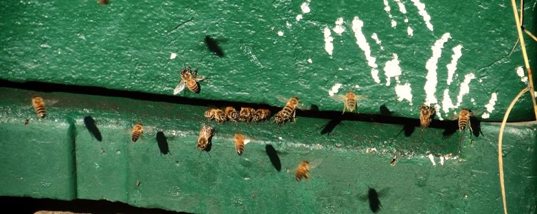 Das Bild zeigt Bienen.