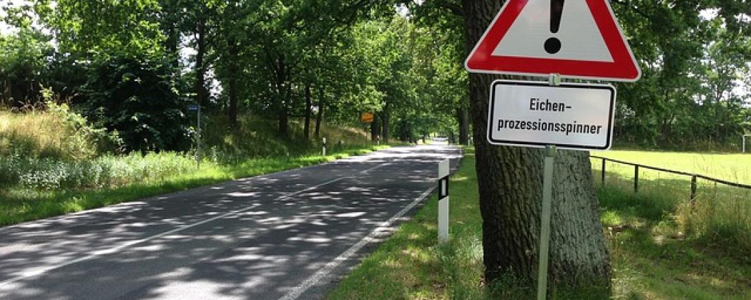 oak-procession-spinner-405240_640