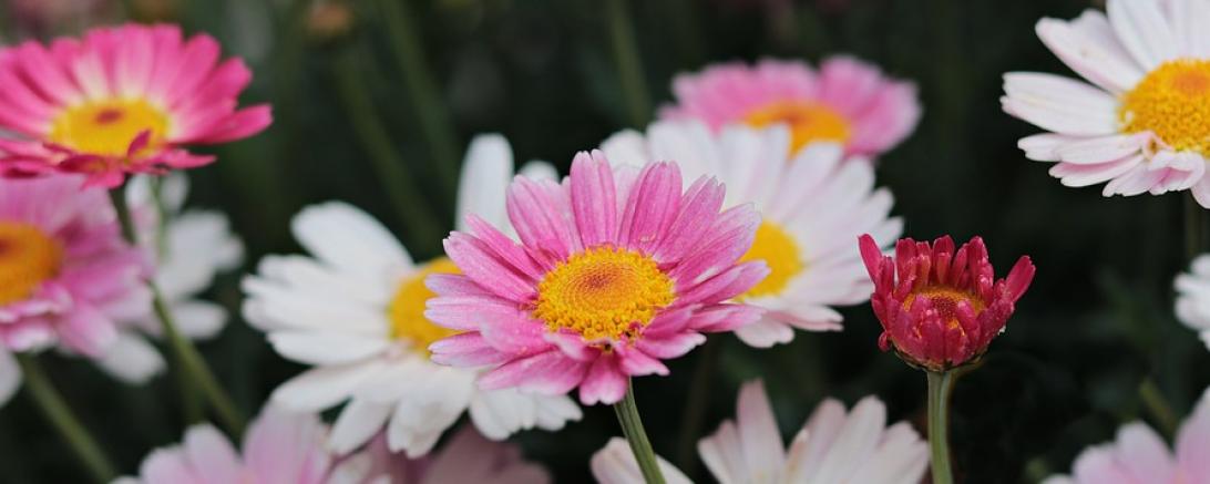 nature-3357981_960_720