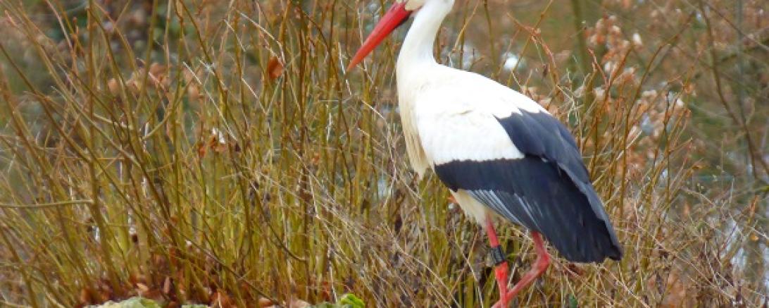 Stadt Oettingen_Storch im Oettinger Hofgarten@Heidi Källner