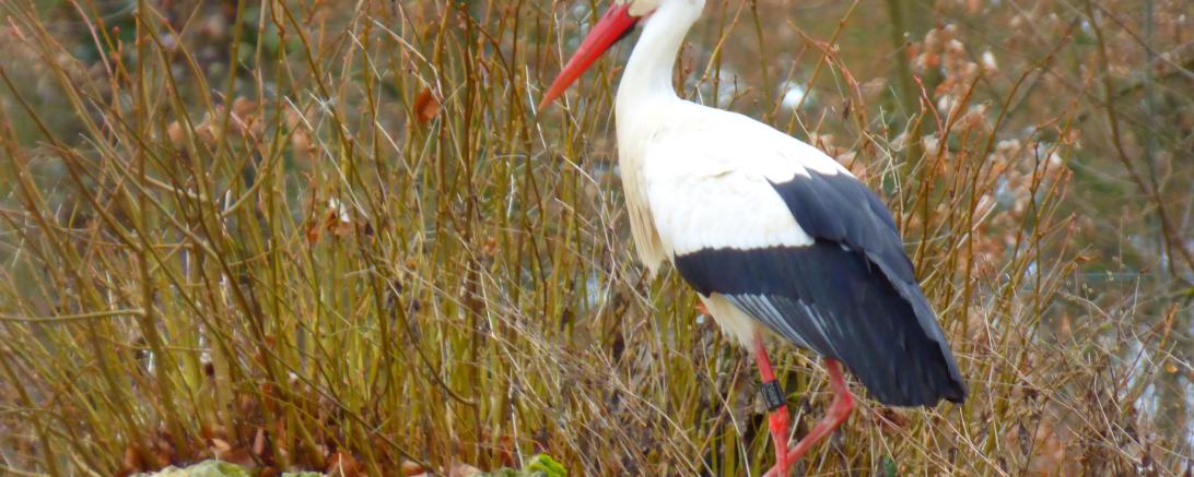 Stadt Oettingen_Storch im Oettinger Hofgarten@Heidi Källner