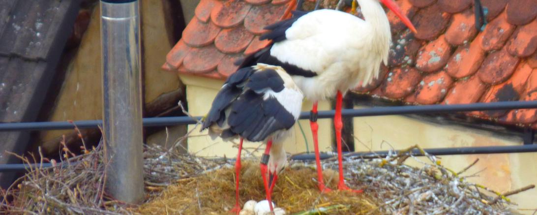 P1400752,Oett.Schl.Heidi Källner