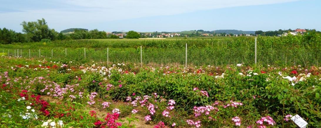 Baumschule Eberhardt