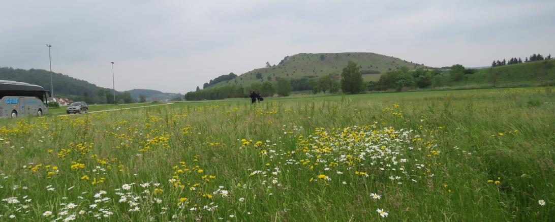 Bunte Wiese i Herold m Rollenberg Foto E.Rieder