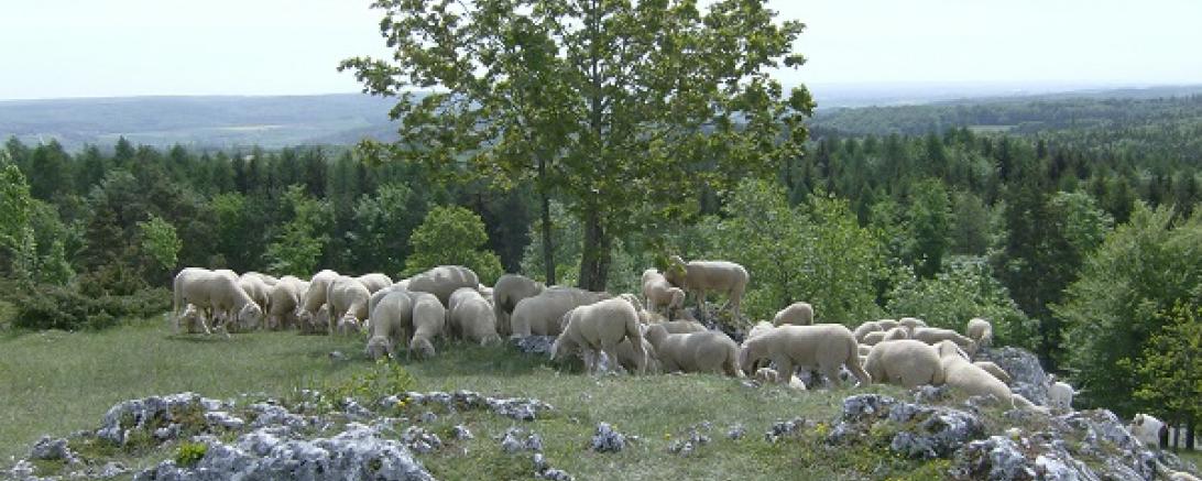 Schöne_Aussichten_Dank_Beweidung Bild Heide Allianz