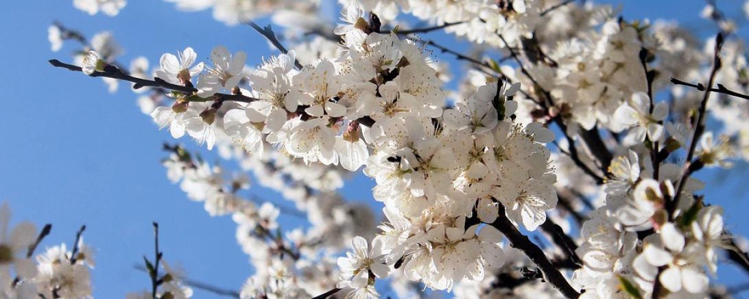 cherry-blossoms-3381666_960_720