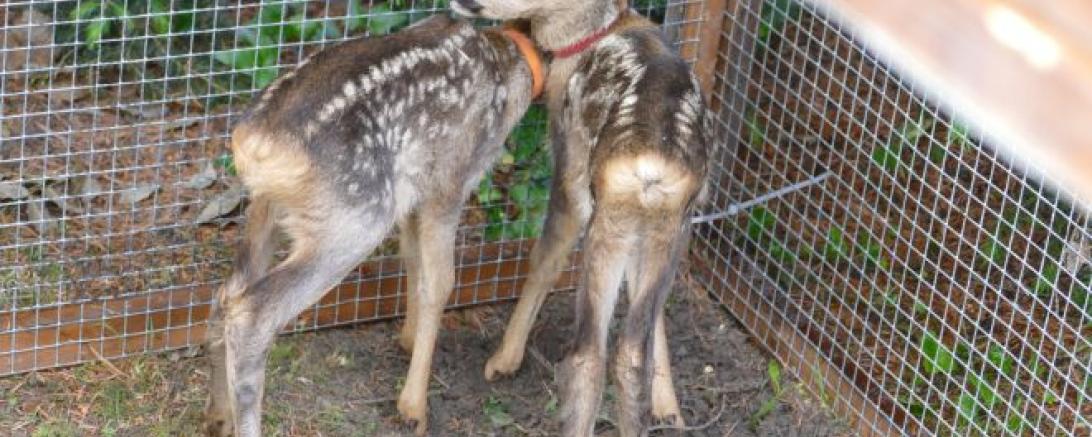 Rehkitz@JennyWagnerr0005