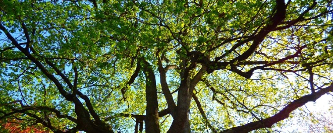 Naturdenkmal_Eiche_Schneidt`sche Garten,Heidi Källner,