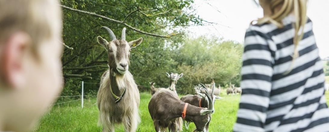 Ziegenhof mit Familie