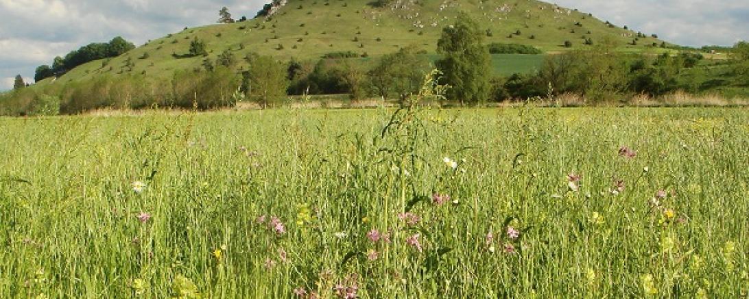 1159_Herold_2017-05-20_Wiese m Rollenberg_Ausschn
