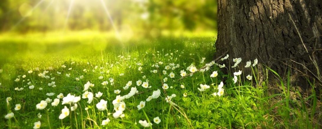 spring-276014_960_720