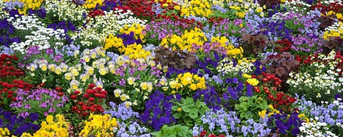 flowers-640192_960_720