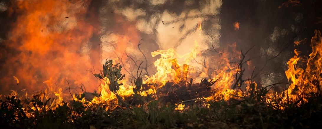 forest-fire-2268729_960_720