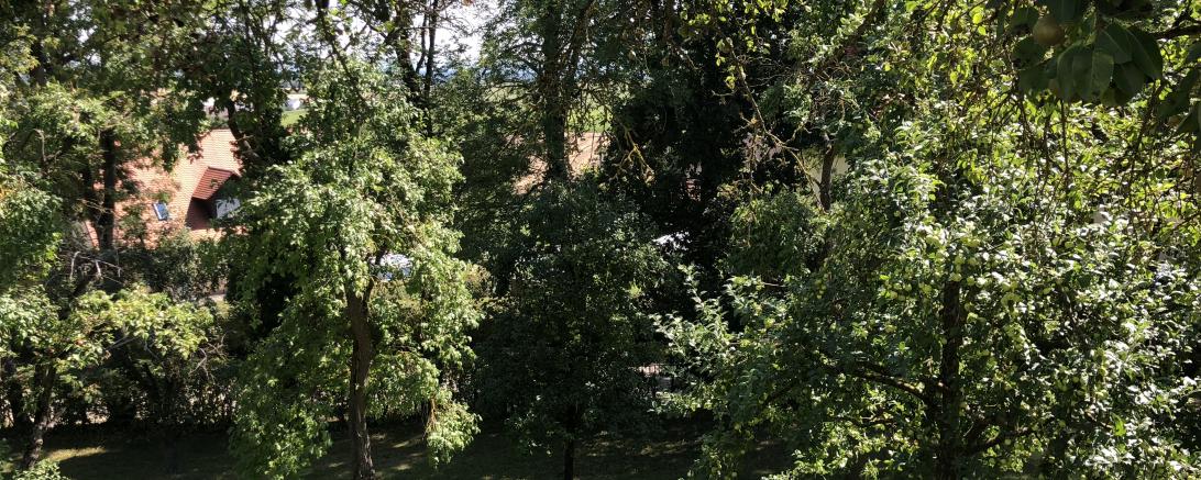 Blick in den Obstgarten
