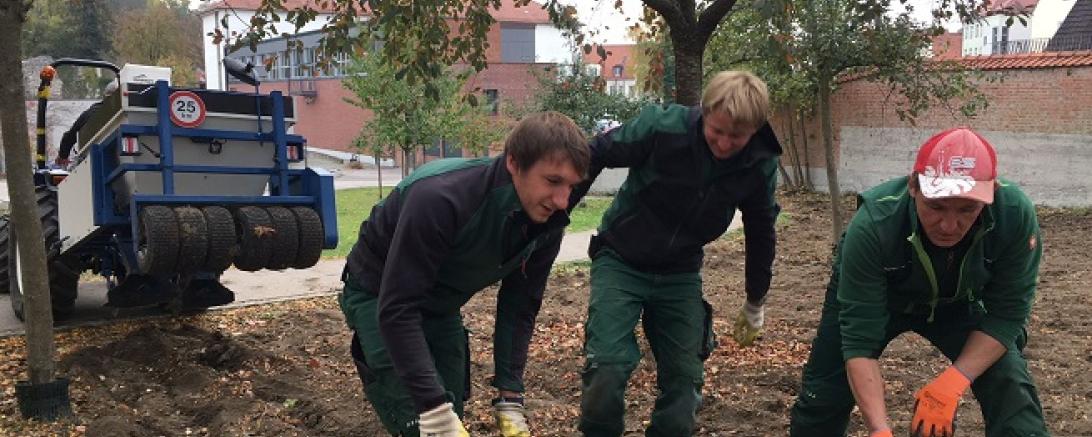 102618 Blühwiese 2 Foto_A. Moser