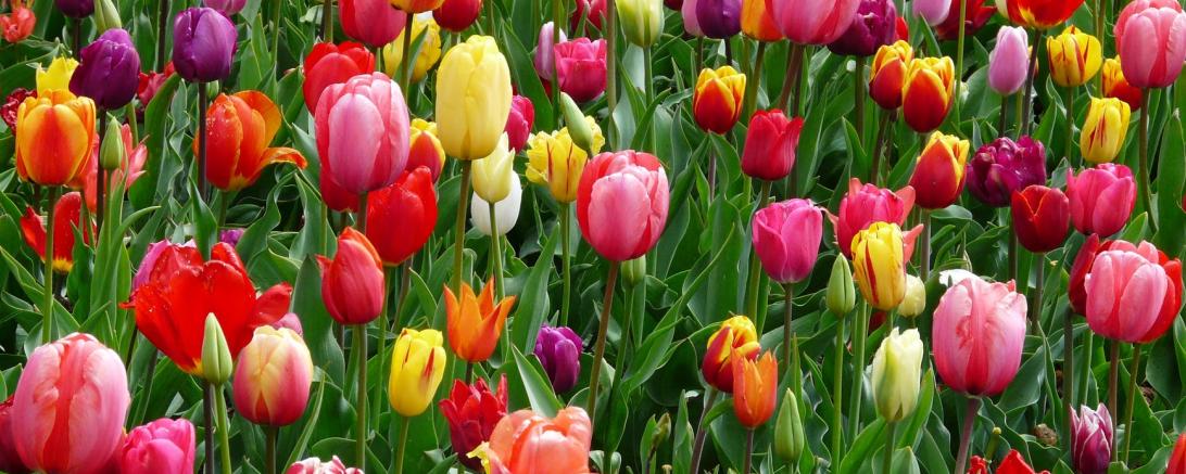 tulips-bed-colorful-color-69776