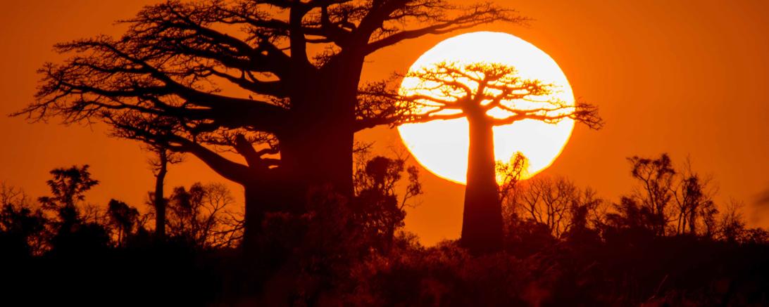Madagaskar 15 Baobab Sunset_