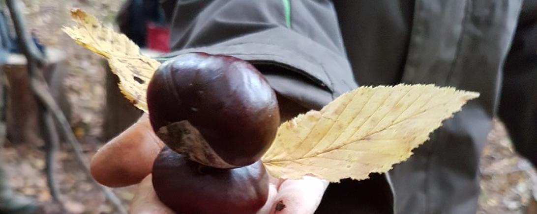 Presseinformation Tag der offenen Waldtüre 1