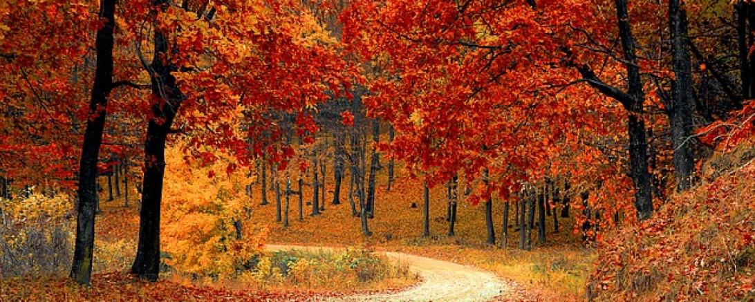 Unterwegs Im Herbstwald Nordlingen Donau Ries Aktuell