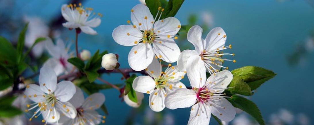 cherry-tree-3109879_640