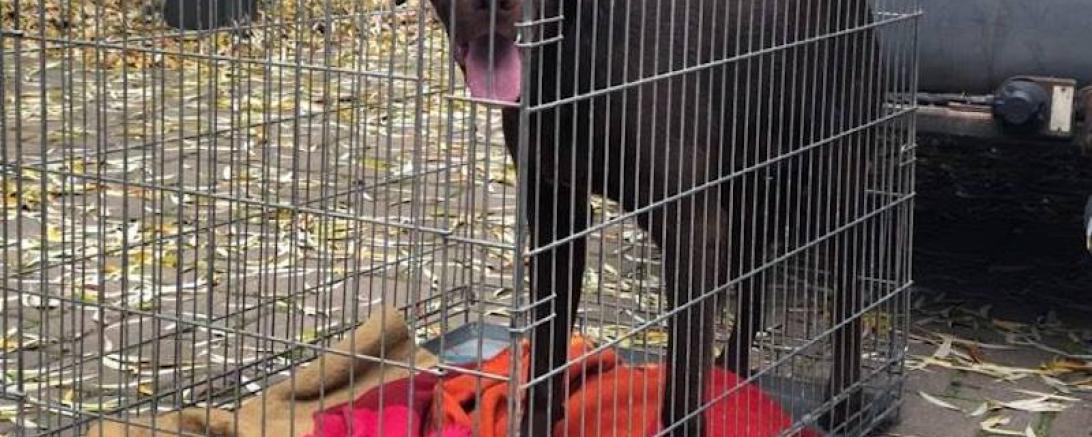 46483270_2173781859548572_8710803724852789248_n