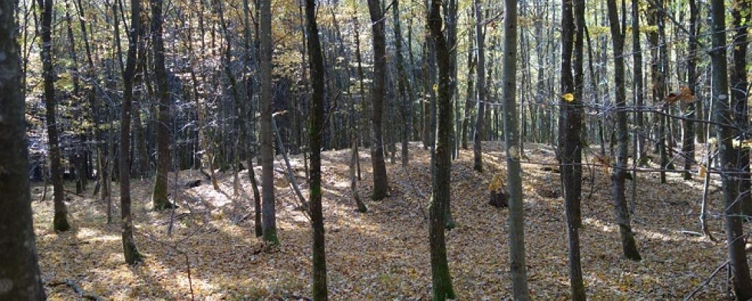 Keltisches Hügelgrab im Monheimer Stadtwald Fotograf Willi Weber
