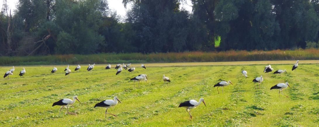 Stadt Oettingen_Störche im Ries 2018@Heidi Källner