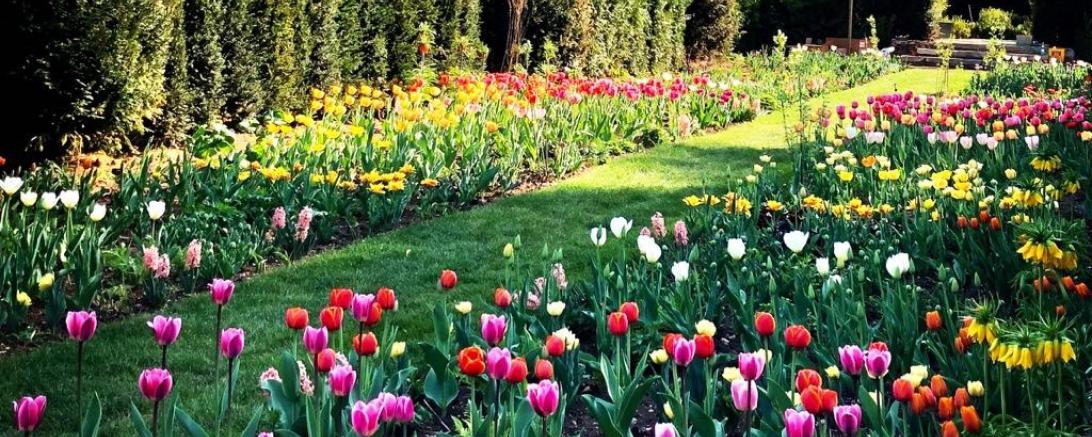 Tulpen Double Border