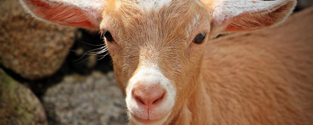 goat-1438254_960_720