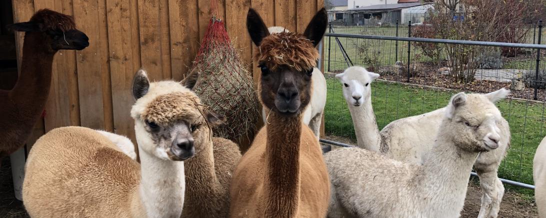 Alpakas 