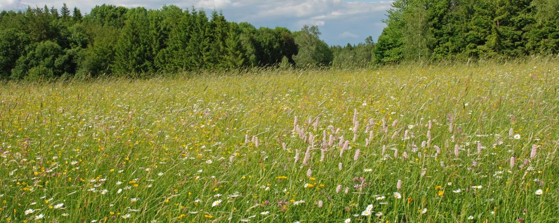 Blumenwiese mit Wald