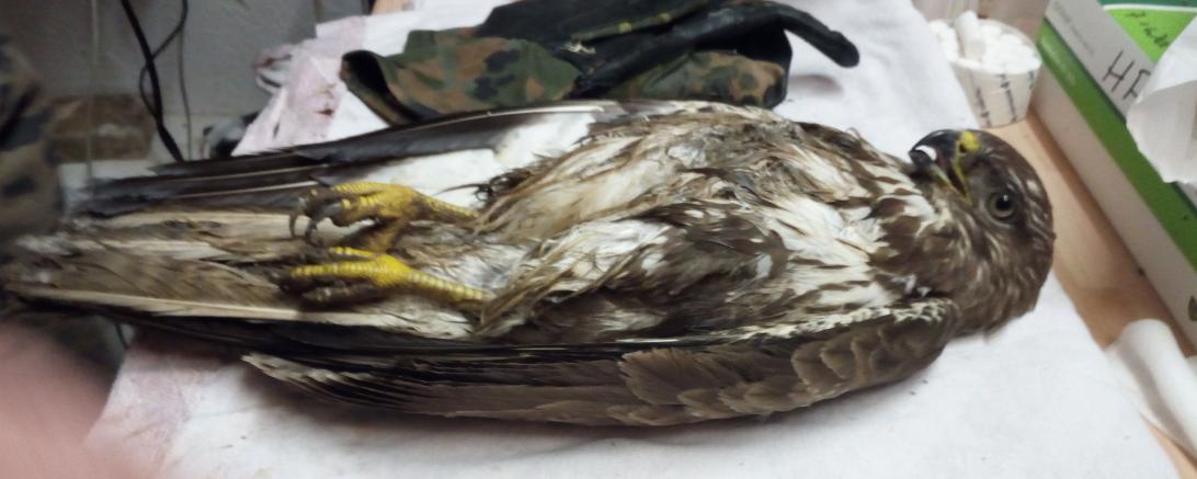 Erste Hilfe musste die Polizei bei einem Mäusebussard leisten. 