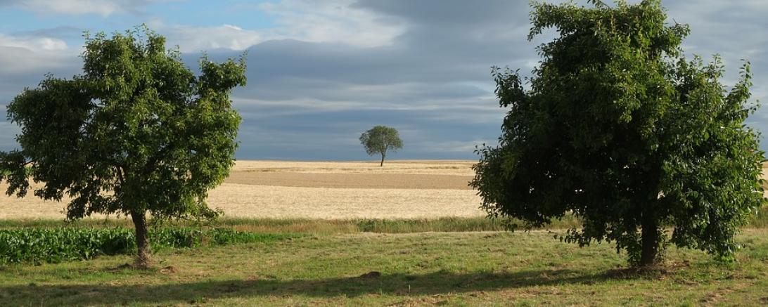 Hier sieht man ein Feld mit Bäumen.