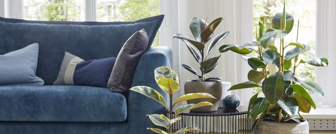 Sofa und Pflanzen. 