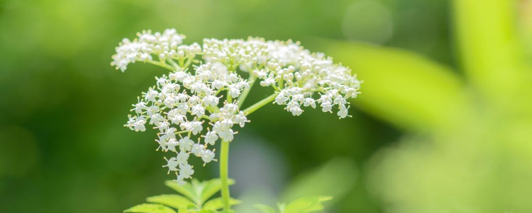 Das Bild zeigt eine Holunderblume.