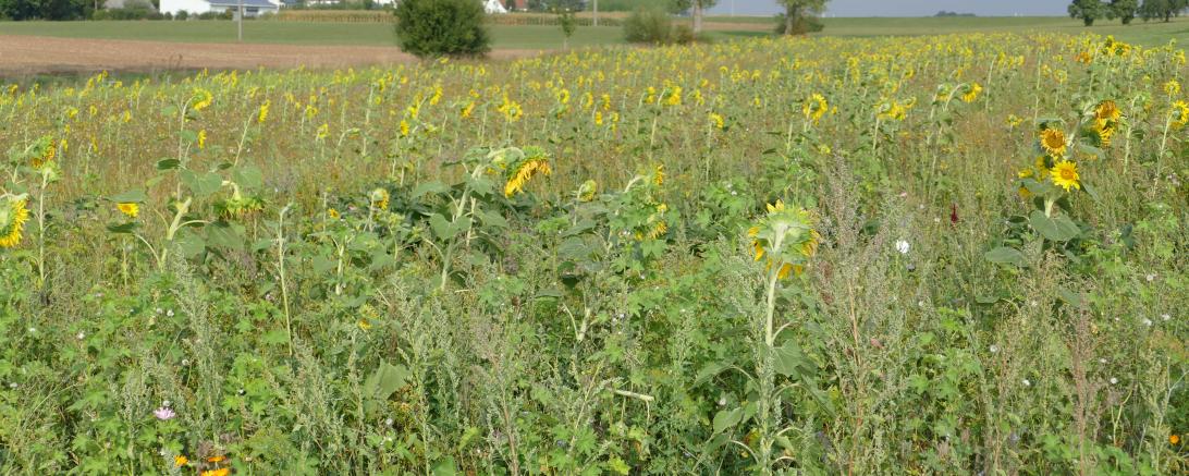 Blühende Blumenwiese 