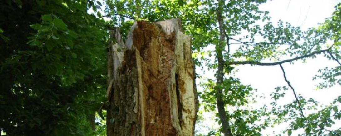 Das Bild zeigt eine Eiche.