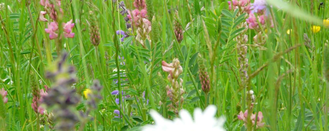 Das Bild zeigt eine Futteresparsette.