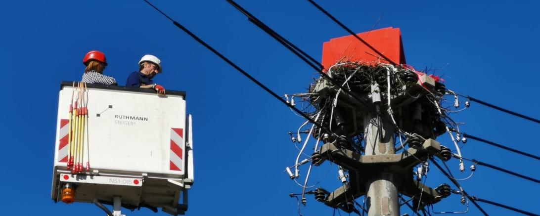 In Oettingen wurde heute ein Nest umgesetzt. 