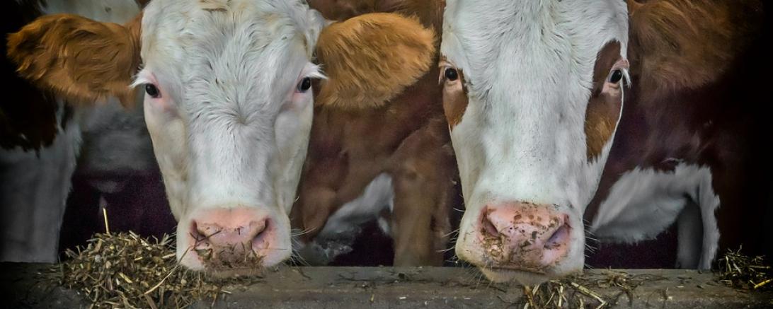 Das Bild zeigt zwei Rinder. 