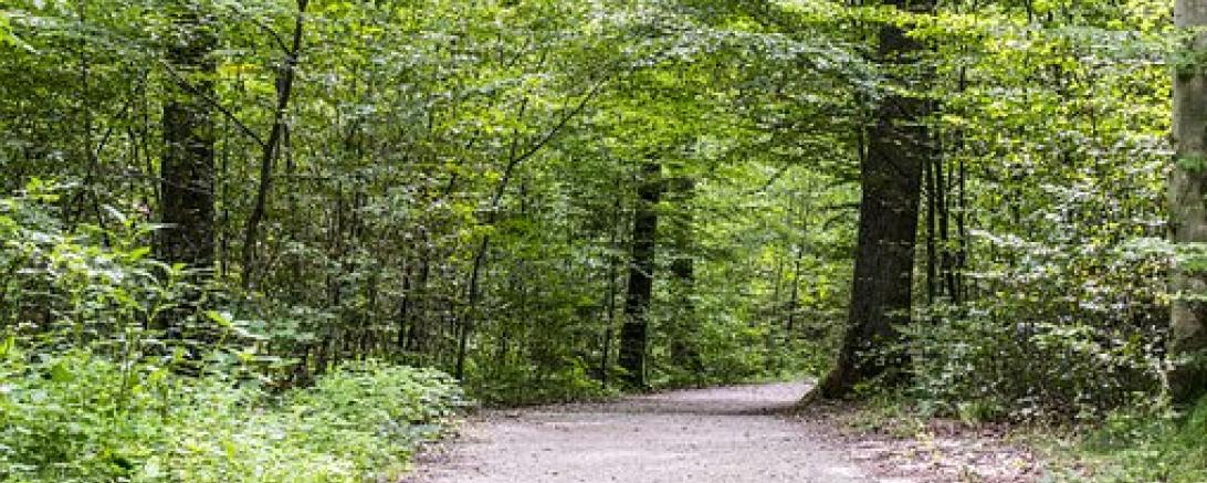Das Bild zeigt einen Waldweg.