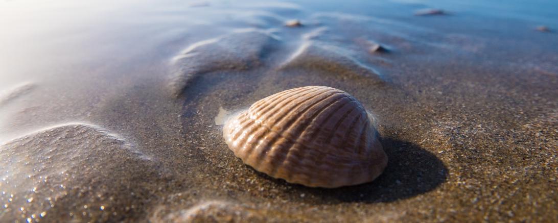 Muschel 